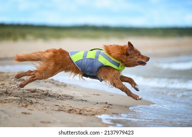 toller retriever dog in a life jacket running into water at the beach