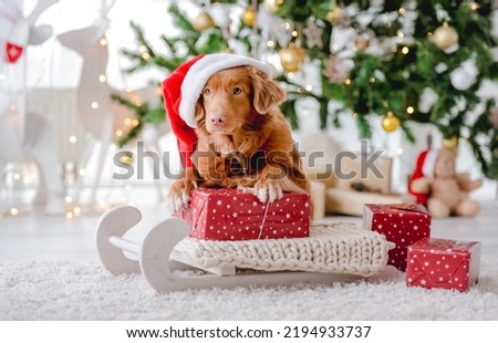Toller retriever dog wearing Santa hat in Christmas time lying on sled at home with New Year festive decoration and gifts. Doggy pet and magic Xmas atmosphere