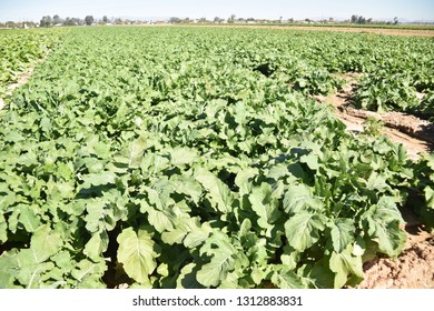 Tolleson, AZ., U.S.A. Feb. 12, 2019. Arizona Mustard Greens Field
