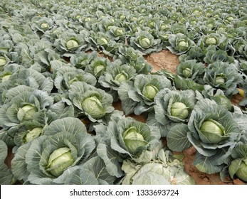 Tolleson, AZ., U.S.A. Mar. 7, 2019. Arizona Green Cabbage Ready For Harvesting.
