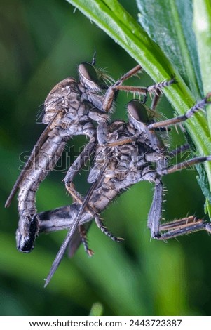 Tolmerus is a genus of robber flies in the family Asilidae; they are matting on green leave