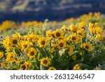 Tom McCall Preserve, The Dalles, Columbia River Gorge, Oregon. Spring time bloom of Arrowleaf Balsamroot flowers in the Columbia Gorge.