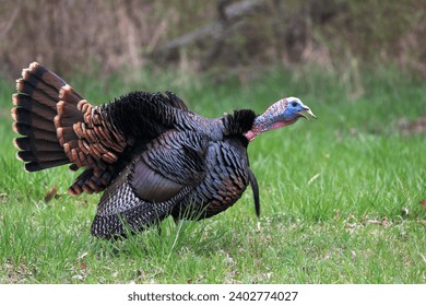 Tom turkey in a gobbling posture