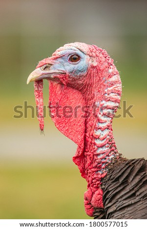 Tom turkey on the farm posing