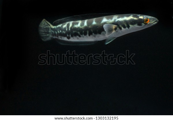 Toman Snakhead Giant Snakehead Predator Fish Stock Photo Edit Now