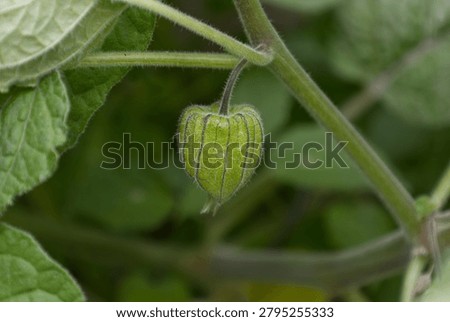Tomatillo fruit developing inside its papery husk on a plant branch