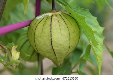 Tomatillo Fruit In The Garden
