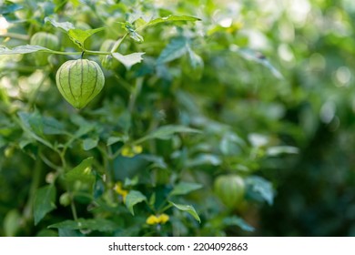 Tomatillo Fruit And Plant Selective Focus. 