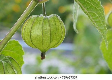 Tomatillo Fruitin The Garden Green.