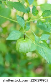 Tomatillo Growing In The The Backyard Vegetable Garden