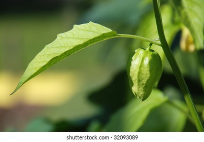 Tomatillo Plant