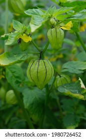 Tomatillo Plant With Larnterns And Flowers