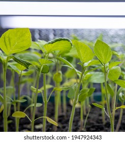 Tomatillo Plant Seedlings In Soil Blocks