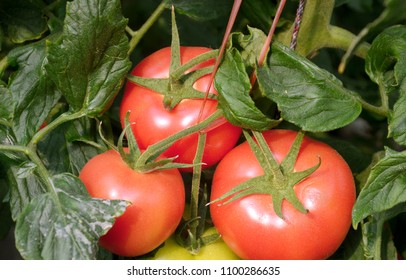 Tomato and tomato