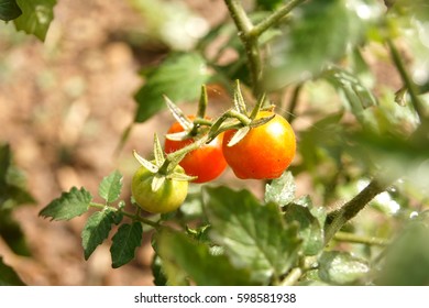 tomato