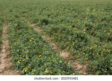 Tomato Agricultural Fields In Italy