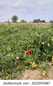 Tomato Agricultural Fields In Italy