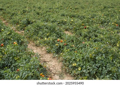 Tomato Agricultural Fields In Italy