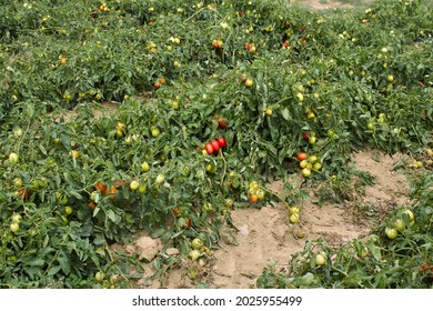 Tomato Agricultural Fields In Italy