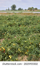 Tomato Agricultural Fields In Italy