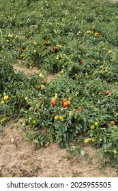 Tomato Agricultural Fields In Italy