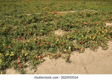 Tomato Agricultural Fields In Italy