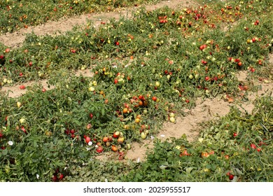 Tomato Agricultural Fields In Italy