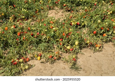 Tomato Agricultural Fields In Italy