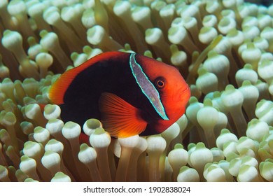 Tomato anemonefish (amphiprion frenatus) swimming among the tentacles of its host anemone in Layang Layang, Malaysia