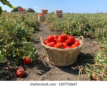 Tomato Basket In Tomato Fields Background At Sunny Day Lapseki Canakkale Turkey