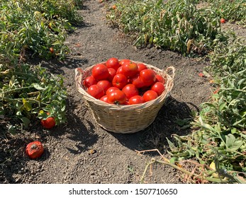 Tomato Basket In Tomato Fields Background At Sunny Day Lapseki Canakkale Turkey