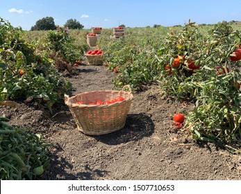 Tomato Basket In Tomato Fields Background At Sunny Day Lapseki Canakkale Turkey