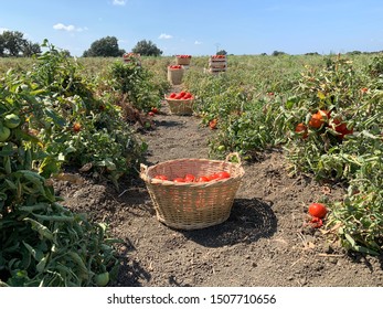 Tomato Basket In Tomato Fields Background At Sunny Day Lapseki Canakkale Turkey