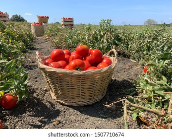 Tomato Basket In Tomato Fields Background At Sunny Day Lapseki Canakkale Turkey