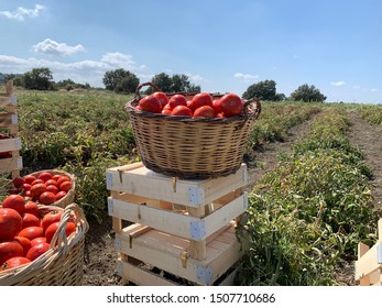 Tomato Basket In Tomato Fields Background At Sunny Day Lapseki Canakkale Turkey