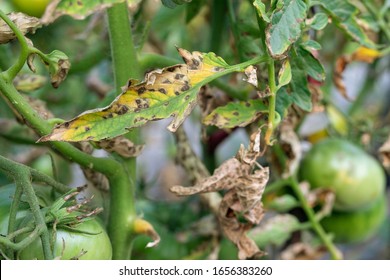 Tomato blight on maincrop foliage. fungal problem Phytophthora disease which causes spotting on late tomato leaves - Shutterstock ID 1656383260