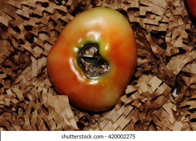 Tomato Blossom End Rot