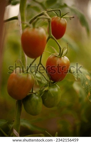 Similar – Tomate gesund Gewächshaus