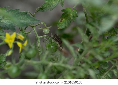 The Tomato Bug Or Tomato Sucker (Phthia Picta) Causes Great Damage To The Crops Of Plants Of The Nightshade Family. This Was Found In Leaves Of Solanum Pimpinellifolium.