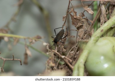 The Tomato Bug Or Tomato Sucker (Phthia Picta) Causes Great Damage To The Crops Of Plants Of The Nightshade Family. This Was Found In Leaves Of Solanum Pimpinellifolium.