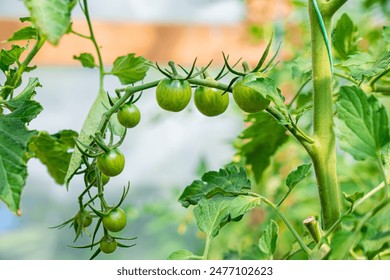 Tomato bush in a greenhouse - Powered by Shutterstock