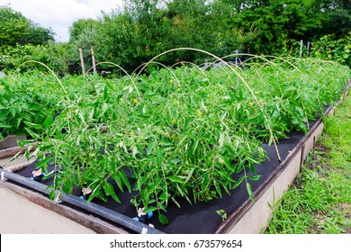 Tomato bushes grown on a Polypropylene spunbond agriculture nonwoven. 