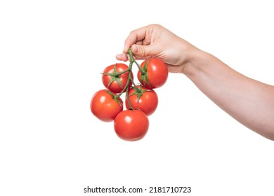 tomato cherry bunch vegetable in hand isolated on white background