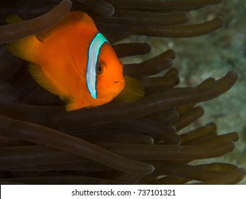 A Tomato Clownfish