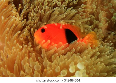 Tomato Clownfish Anemonefish