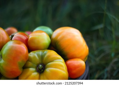 Tomato Collection Outside. Tomatoes On Green Garden Nature Background. Side View. Beautiful Red, Yellow, Green Ripe Heirloom Tomatoes In Bucket. Gardening And Harvest Concept. 