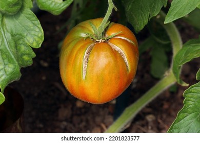 Tomato cracking caused by irregular watering. Large red ripe tomato with cracked skin. Close-up image of a cracked tomato fruit. growing on a plant. - Shutterstock ID 2201823577