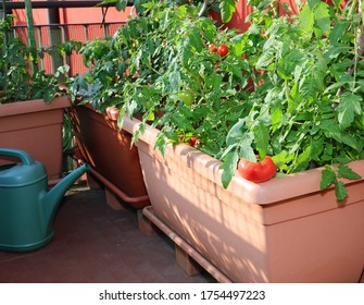 tomato cultivation in an urban vegetable garden on large plastic pots on the terrace of the city apartment - Shutterstock ID 1754497223