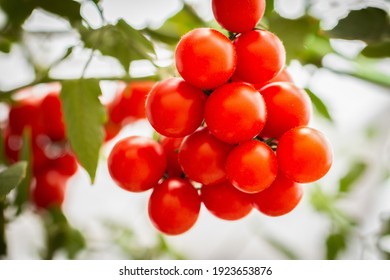 Tomato cultivation, vine ripe tomatoes, grape Red tomatoes that grow in the garden, in the park, growing fruit,