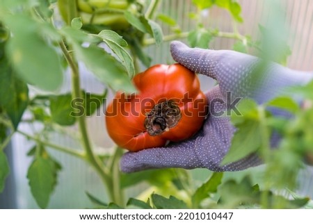 tomato disease, gardening problems, red ripe rotten tomatoes in hands, vegetables with phytophthora, crop loss